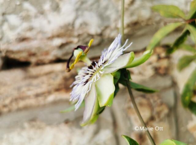 Blaue Passionsblume, Heilpflanze