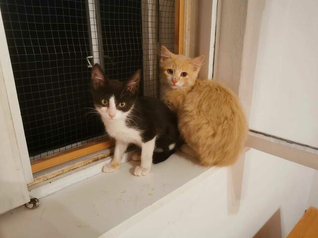 Olafs Familie wurde im Maisfeld neben seinem Fundort aufgegriffen. | Foto: Tierschutzinitiative Innviertel