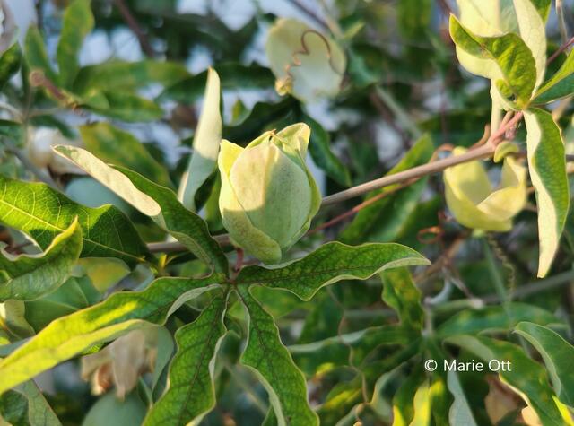 Passionsblume, Frucht