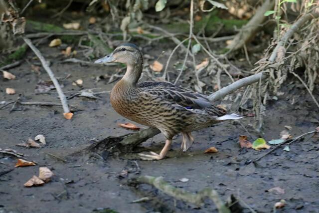 Diese junge Ente wurde in Knittelfeld gerettet. | Foto: FF/Zeiler