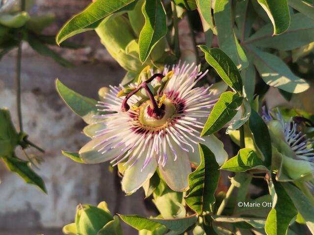 Passionsblume, natürliches Arzneimittel