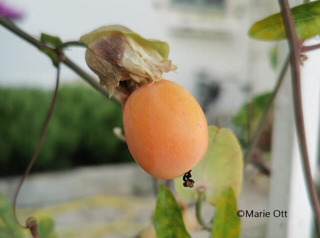 Passionsblume, Frucht