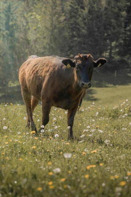 Foto: Wagyu-Ennstal
