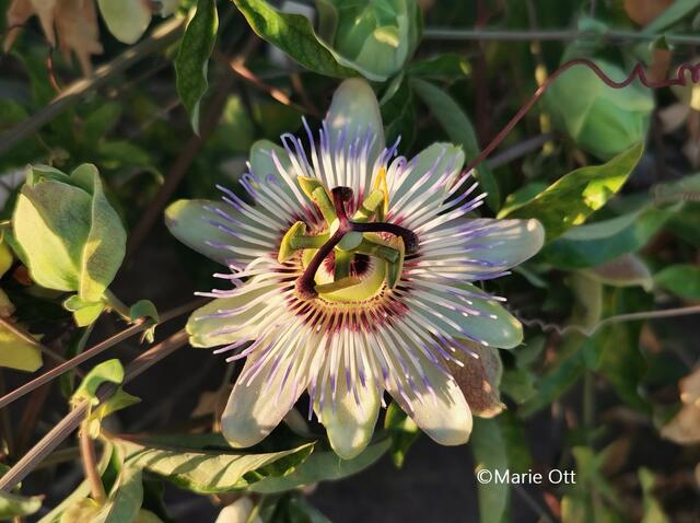 Passionsblume, Heilpflanze, natürliches Arzneimittel