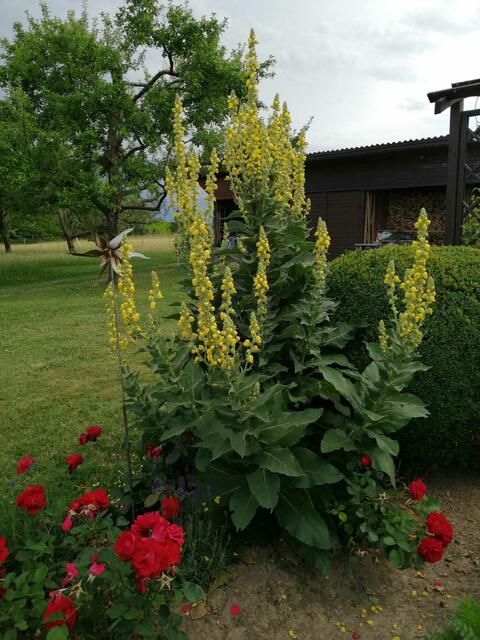 Annemarie Gutenbrunner 