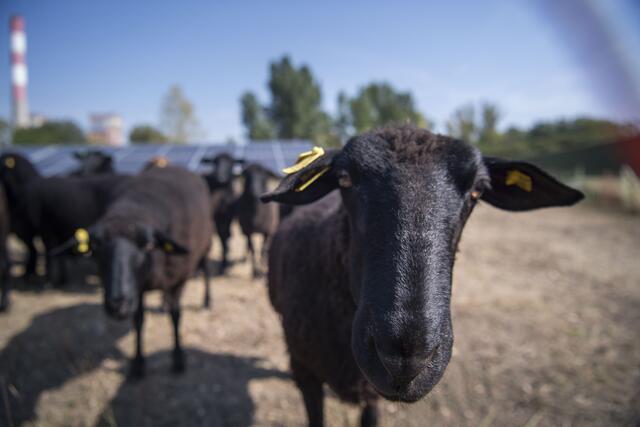 Ja, jetzt sind wir da! | Foto: EVN / Matejschek
