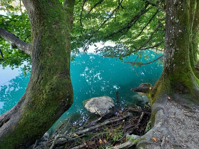 Foto: H.Bachinger 