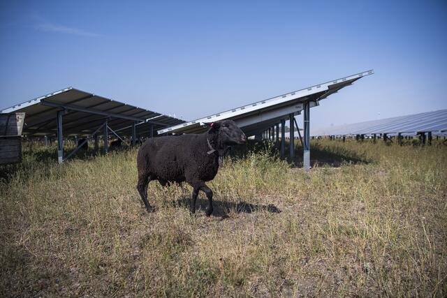 Foto: EVN / Matejschek