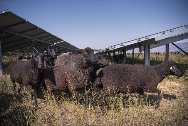 Foto: EVN / Matejschek