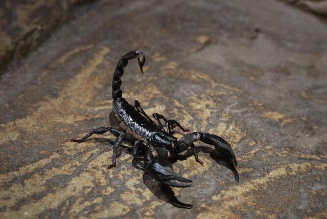 Die neuen Skorpione im Haus des Meeres zeichnen sich durch eine besondere Fähigkeit aus.  | Foto: Jeff Schreiner