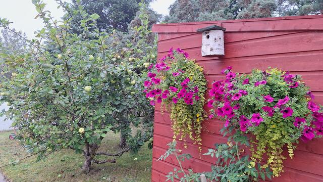 Der Regen hat alles wunderschoen wachsen und bluehen lassen.
 | Foto: Roswitha Poscharnik 