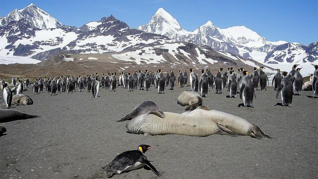 "Du siehst riesige Eisberge, Packeis, gewaltige Gletscher und schneebedeckte Landschaften. Entlang der Reiseroute kannst du die antarktische Tierwelt beobachten mit Buckelwalen, Seeleoparden und Robben." | Foto: Josef Mann