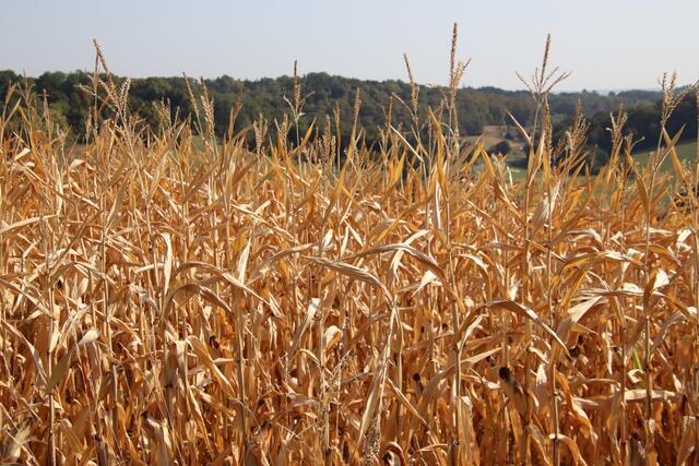 In den heurigen Sommermonaten hat es in den Bezirken Güssing und Jennersdorf kaum geregnet. | Foto: Martin Wurglits