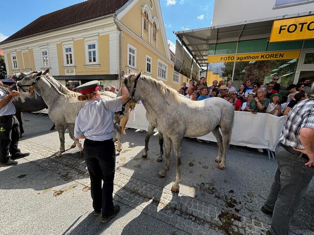 Die Lipizzaner-Hengste warteten geduldig, bis das Programm in Köflach zu Ende war. | Foto: Almer