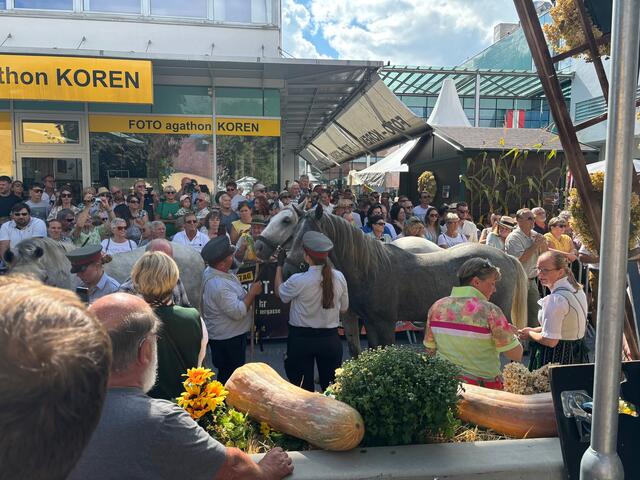 Lipizzanerhengste hautnah. Nur durch ein Gitter getrennt zwischen Mensch und Tier. | Foto: Almer