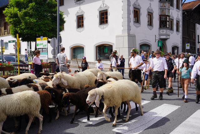 Die sogenannte Transhumanz  der Schafe hat in Axams schon Tradition.  | Foto: Laura Martin Gomez