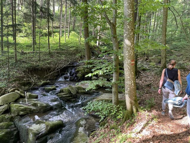 Der Vogelstimmenweg in Peilstein (Bezirk Rohrbach) führt durch die Sausende Schlucht, einem Naturjuwel.  | Foto: Karin Bayr