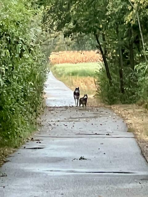 Aus großer Entfernung wirkten die beiden Ausreißer tatsächlich ein wenig wie Wölfe. | Foto: privat