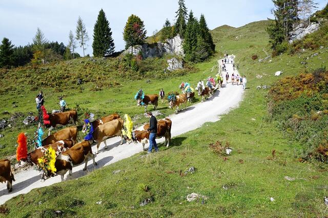 Im September finden zahlreiche Almabtriebe in Tirol statt.  | Foto: Pixababy/photos4you