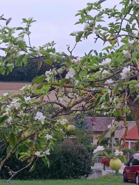 Eine Apfelblüte im September, das ist einzigartig. | Foto: arbes