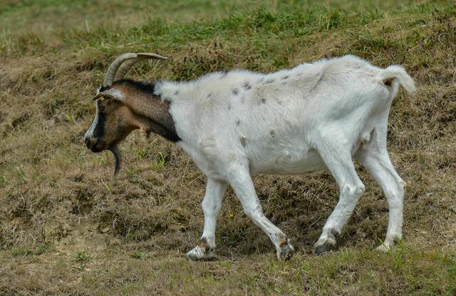 Foto: Gerhard Pulsinger 