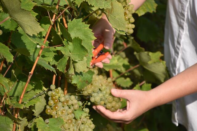 Im Mittel- und Südburgenland ist die Weinlese noch voll im Gang. | Foto: Stefan Schneider