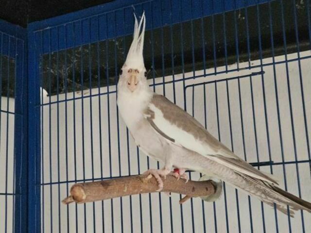 Nymphensittich Zimti. | Foto: Tierschutzverband St. Pölten