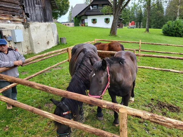 Ponyreiten wird auch heuer wieder angeboten werden. | Foto: Gemeinde Edelschrott
