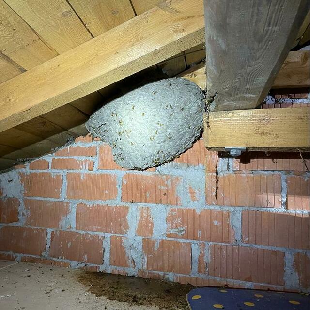Unterm Dach fühlen sich die Wespen wohl.  | Foto: BFK VB