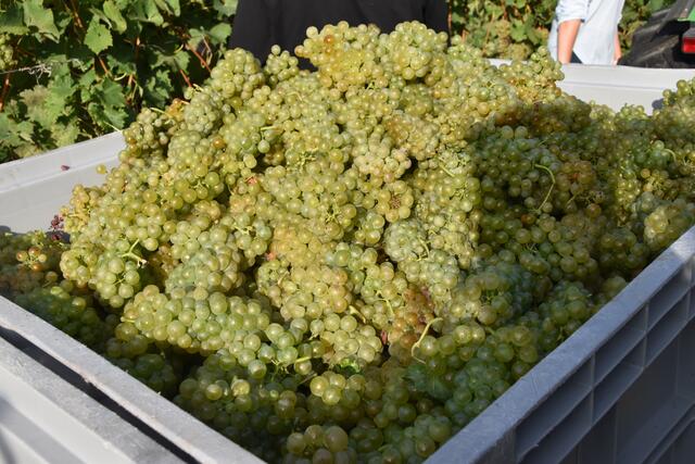 Zwei bis drei Wochen früher als sonst startete die heurige Weinlese. Witterungsbedingt gibt es weniger Ertrag für Burgenland Winzerinnen und Winzer.  | Foto: Stefan Schneider