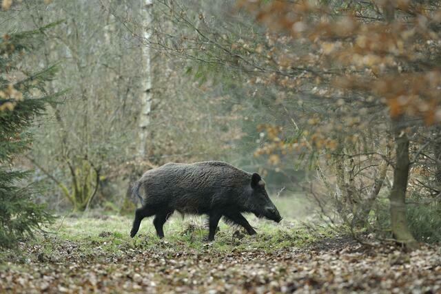 Wildschwein | Foto: Michael Breuer