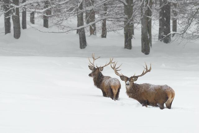 Hirsche in der Winterlandschaft