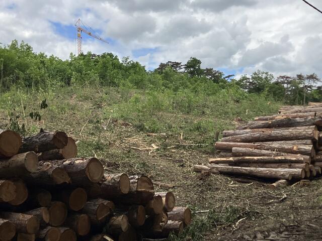 Eine sechsmal so große Fläche an Wald wie hier in der Stranskystraße soll in Bad Vöslau zugunsten der Ausweitung von Trockenrasen geschlägert werden. Die Gainfarnerin Ursula Konrad läuft dagegen Sturm. Sie hat schon 200 Mitstreiter und Mitstreiterinnen. | Foto: Stockmann/Archiv