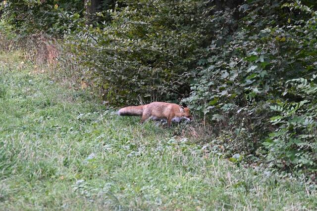 Oh, ein Fuchs