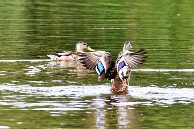 Stockente | Foto: jagd.zwettl