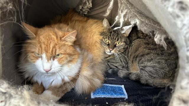 Diese beiden Samtpfoten bewohnen bereits das neue Katzenhaus und fühlen sich sichtlich wohl. | Foto: Hahn