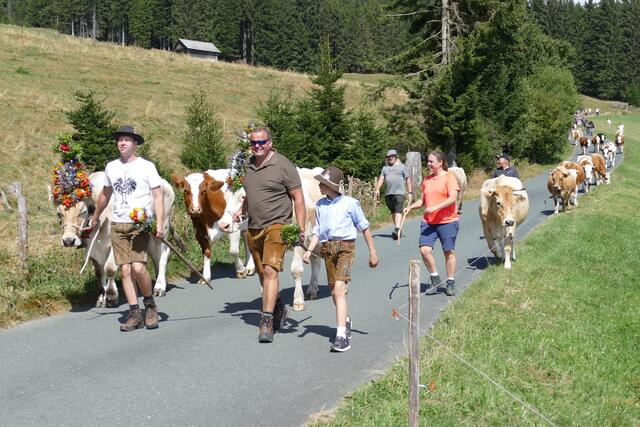 Angeführt von zwei aufgekranzten Leitkühen ging der Almabtrieb von der Kaltwiesenhütte zur Mönichwaldeer Schwaig | Foto: RMA