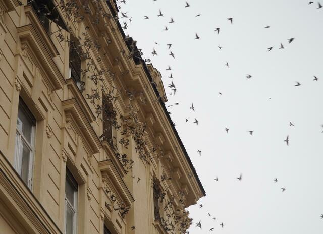Wie auf ein geheimes Kommando hin hoben alle Schwalben von Fenstern, Simsen und Dachrinnen ab und verschwanden in einer riesigen herumwirbelnden Wolke