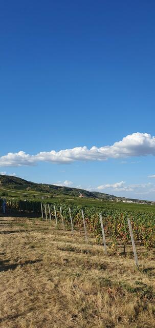 Foto: Philipp Steinriegler