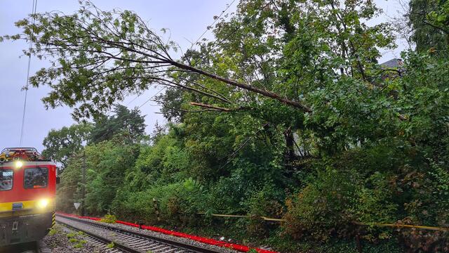 Baum in einer Oberleitung bei Hütteldorf in Wien. | Foto: ÖBB