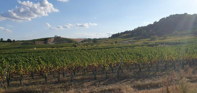 Foto: Philipp Steinriegler