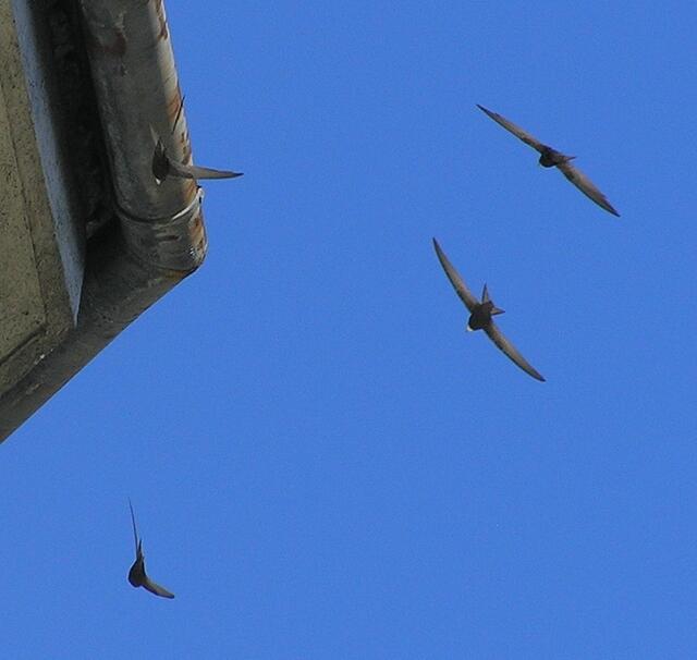 Nicht nur Menschen sind vom Unwetter gefährdet. Auch für Zugvögel stellen die Stürme und Regenfälle dieses Wochenende eine Gefahr dar.  | Foto: Michael Stocker