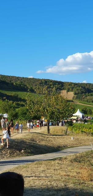 Foto: Philipp Steinriegler