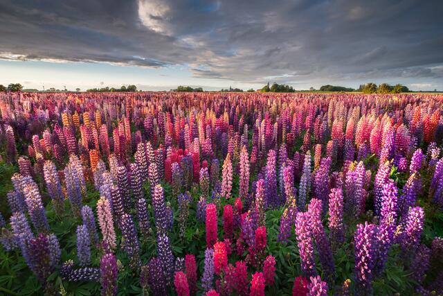 Jerouen Schouten_Netherlands_Lupins at sunset