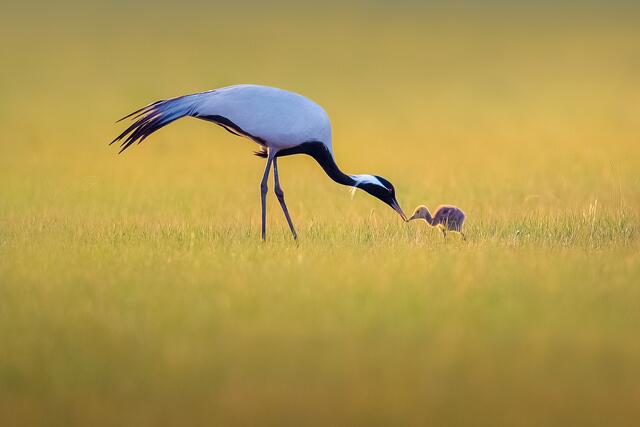 Liquan Sheng_China_Nurture