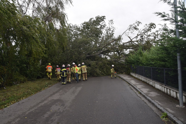 Großer Baum auf Straße - Ebreichsdorf | Foto: Thomas Lenger, Monatrevue