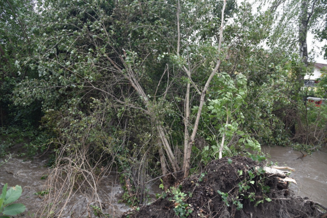 Großer Baum auf Straße - Ebreichsdorf | Foto: Thomas Lenger, Monatrevue