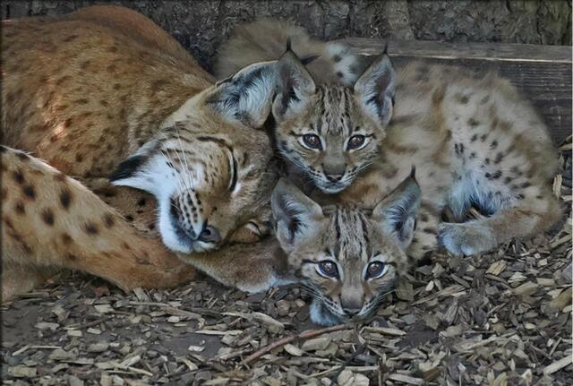Luchsmama mit ihren Schützlingen. | Foto: Alpenzoo Innsbruck