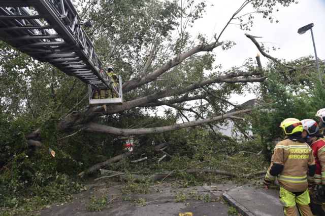 Großer Baum auf Straße - Ebreichsdorf | Foto: Thomas Lenger, Monatrevue