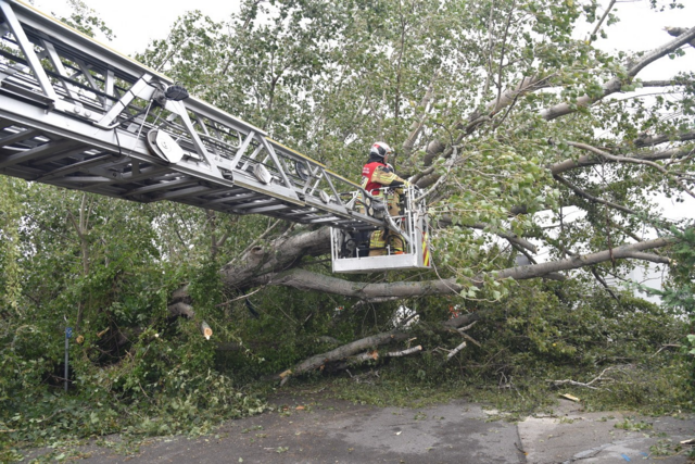 Großer Baum auf Straße - Ebreichsdorf | Foto: Thomas Lenger, Monatrevue